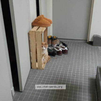 Photo 1/1 Found cat Found in Digne