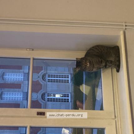 Photo 1/1 Sam Chat lost in Remiremont