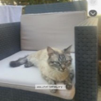 Photo 1/1 Pépite Chat lost in Pont de cheruy