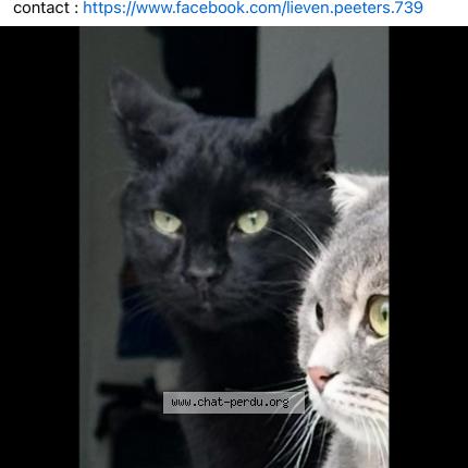 Photo 1/1 Stitch Chat lost in Erezee