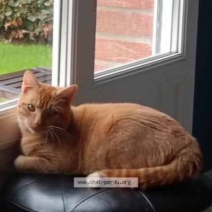 Photo 1/1 Paco Chat lost in Estree wamin