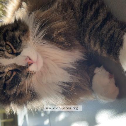 Photo 1/1 Zeus Chat lost in Grosbliederstroff