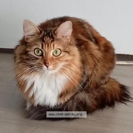 Photo 1/1 Pomme Chat lost in Coulaines