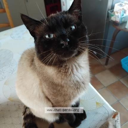 Photo 1/1 Titou Chat lost in Availles limouzine