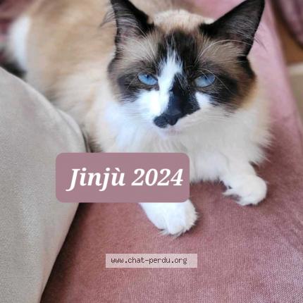 Photo 1/1 JINJ&Ugrave; "Djindju" Chat lost in Woippy