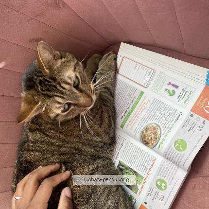 Photo 1/1 Massa Chat lost in Coubron