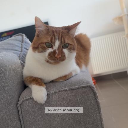 Photo 1/1 Kinou Chat lost in Jeancourt