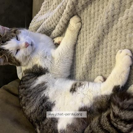 Photo 1/1 Found cat Found in Les tourettes