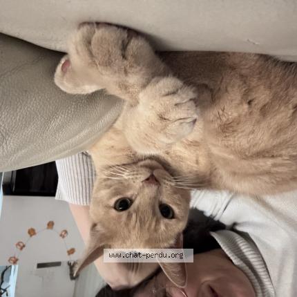 Photo 1/1 Yoda Chat lost in Saint drezery