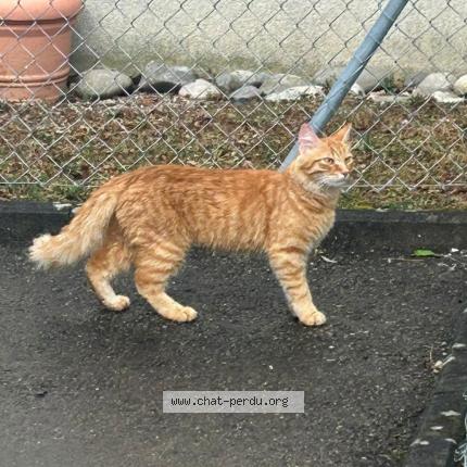 Photo 1/1 Tigri Chat lost in Ecublens vd