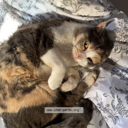 Photo 2/3 Noisette Chat lost in Bazainville