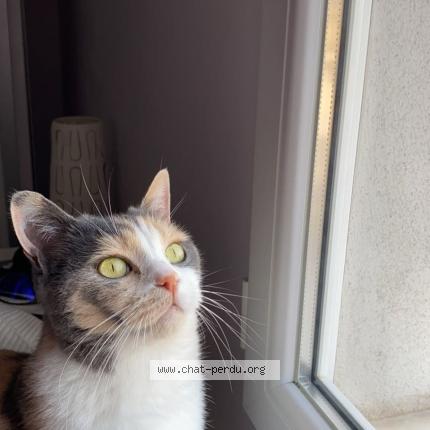 Photo 3/3 Noisette Chat lost in Bazainville