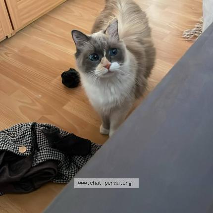 Photo 1/1 DUCHESSE Chat lost in Albi