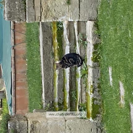 Photo 1/1 Utah Chat lost in Bollene