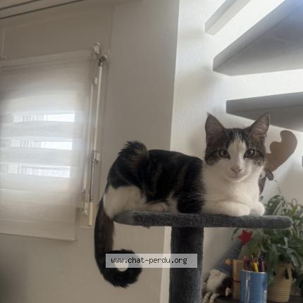 Photo 1/1 Lucky Chat lost in Onnens