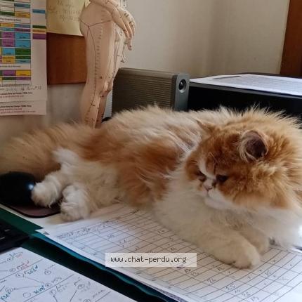 Photo 1/1 Ruby Chat lost in Ecouen