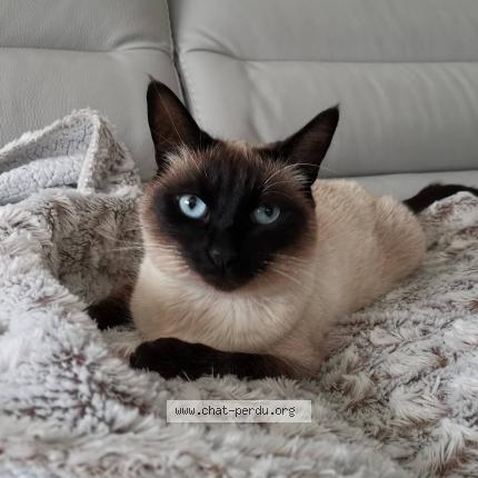 Photo 1/1 Yoko Chat lost in Cernay