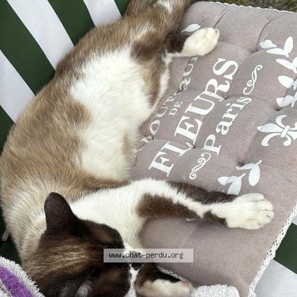 Photo 1/1 Bibou Chat lost in Cabanac et villagrains