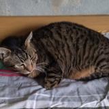 Picture of cat lost at Saint Severin Destissac