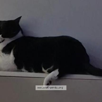 Foto 1/1 Kat teruggevonden Vermist in Nivelles