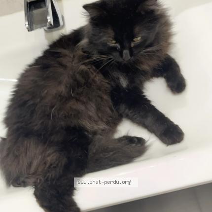 Photo 1/1 Scar Chat lost in Auterive