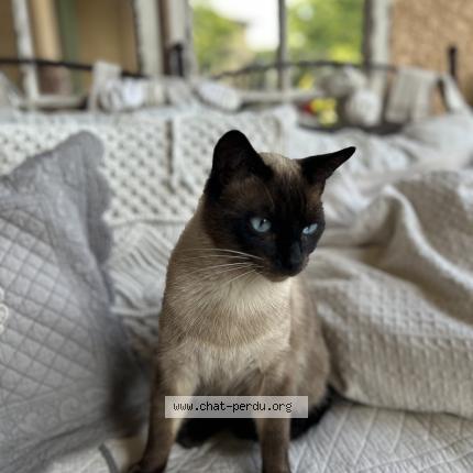 Photo 1/1 Moka Chat lost in Orange