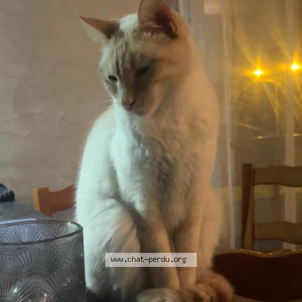 Photo 1/1 Gucci Chat lost in Decines