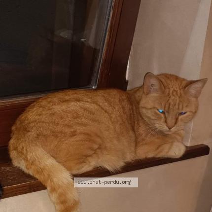 Photo 1/1 Roucky Chat lost in Liebsdorf