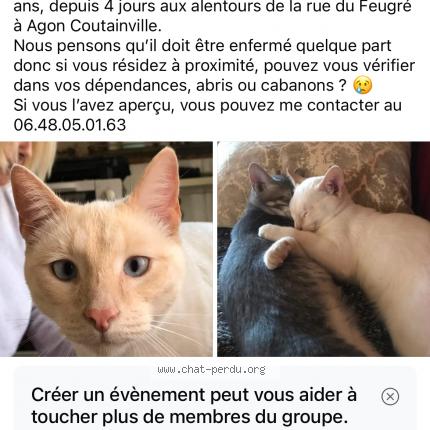 Photo 1/1 Billy Chat lost in Agon coutainville