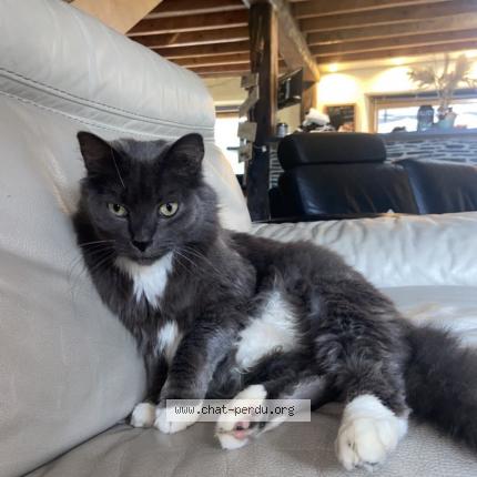 Photo 1/1 Miette Chat lost in Moisdon la riviere