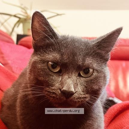 Photo 1/1 NANA Chat lost in Schaerbeek