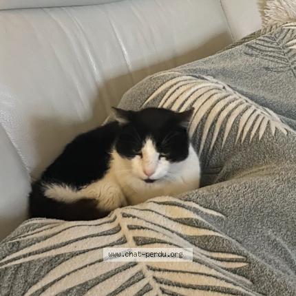 Photo 1/1 Matchou Chat lost in Sucy en brie