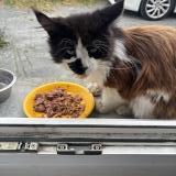Picture of cat found at La Rochelle