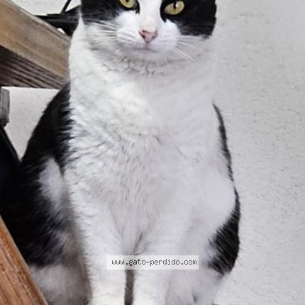 Photo 1/1 Serena Chat lost in Pando