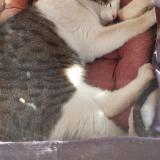 Picture of cat found at La Riviere De Corps