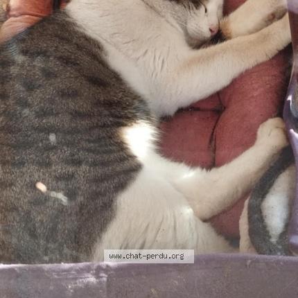 Photo 1/1 Found cat Found in La riviere de corps