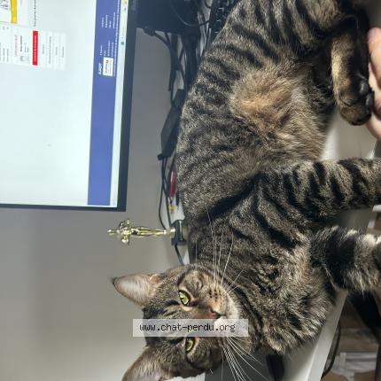 Photo 1/1 Tao Chat lost in Castres