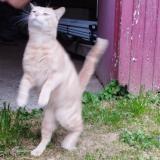 Picture of cat found at Miallet