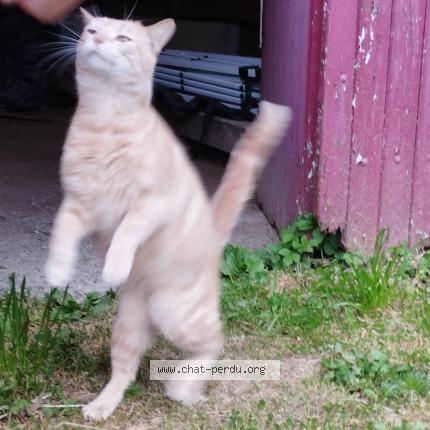 Photo 1/1 Found cat Found in Miallet