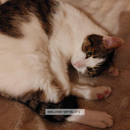 Photo 1/1 Peter Chat lost in Sainte savine