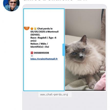 Photo 1/1 Nelson Chat lost in Montreuil