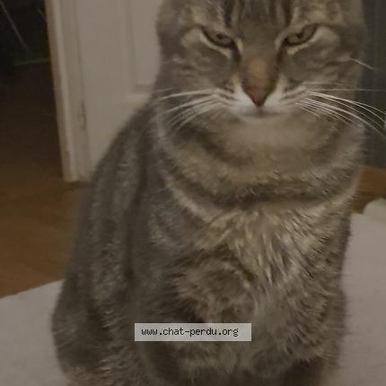 Photo 1/1 Gribouille Chat lost in Pannessieres
