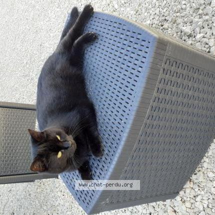 Photo 1/2 Minette Chat lost in Frileuse