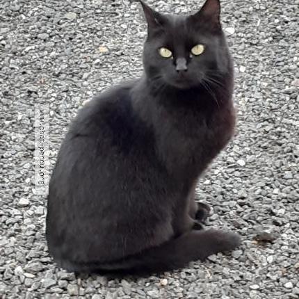 Photo 2/2 Minette Chat lost in Frileuse