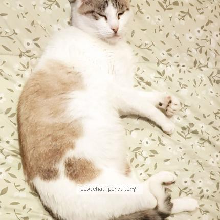 Photo 1/1 Giovanni Chat lost in Bethune