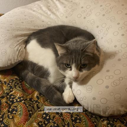 Photo 1/1 Roger Chat lost in Montreuil