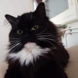 Picture of cat lost at Le Pizou