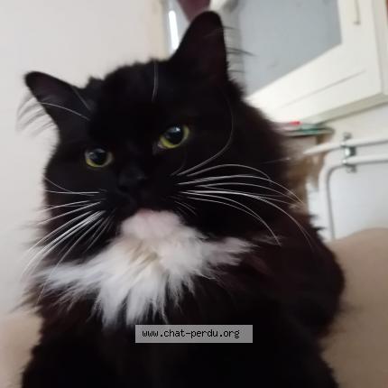 Photo 1/1 Peppa peps Chat lost in Le pizou