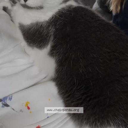 Photo 1/1 Lilou Chat lost in Saint aubin celloville