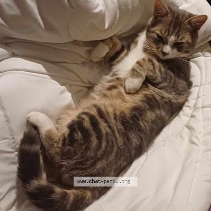 Photo 1/1 Petit chat Chat lost in Bantigny